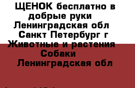 ЩЕНОК бесплатно в добрые руки! - Ленинградская обл., Санкт-Петербург г. Животные и растения » Собаки   . Ленинградская обл.